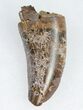 Tyrannosaurus (T-Rex) Tooth - Pathological #11919-1